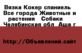 Вязка Кокер спаниель - Все города Животные и растения » Собаки   . Челябинская обл.,Аша г.